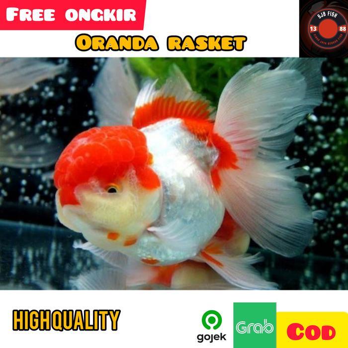 Ikan Mas Koki Oranda Jambul Rwred White Size Jumbo Grade A Original Terbaru 