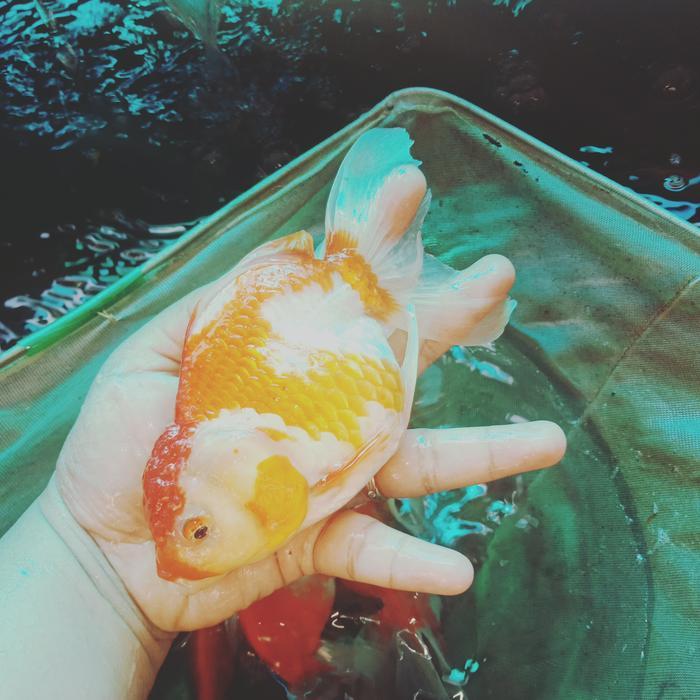 Ikan Hias Mas Koki Oranda Jambul Jumbo Siap Breed Indukan Red White Terbaru 