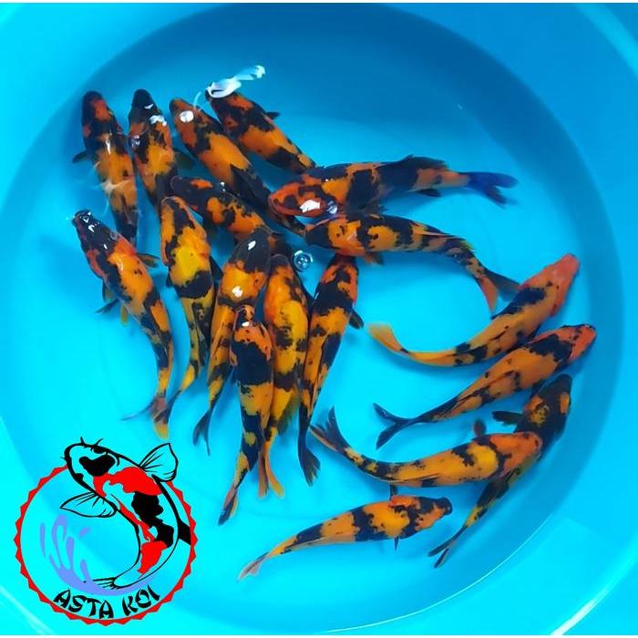 Ikan Koi Hi Utsuri Terbaru 