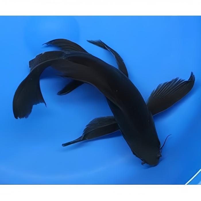 Ikan Koi Kumpay - Koi Blitar Terbaru 