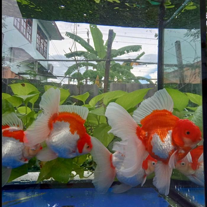Ikan Mas Koki Oranda Red White Line Import Terbaru 