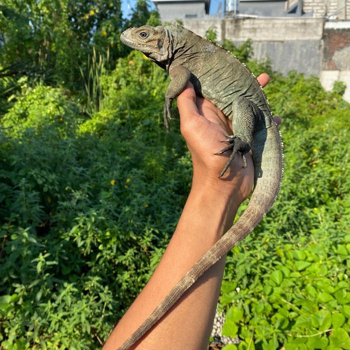 READY GE Blue Rhino Iguana Normal Horn cula normal kepala pendek kapan lagi