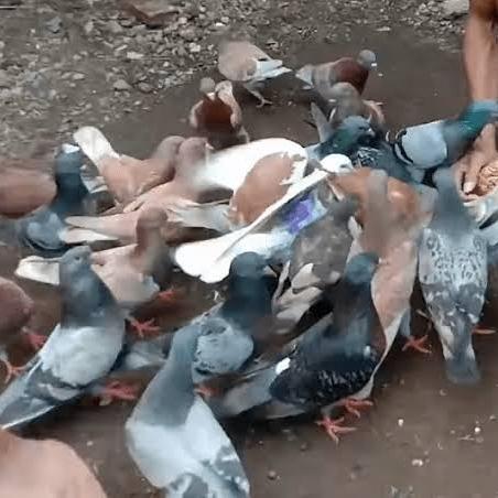 PROMOO burung merpati sepasang/ satuan