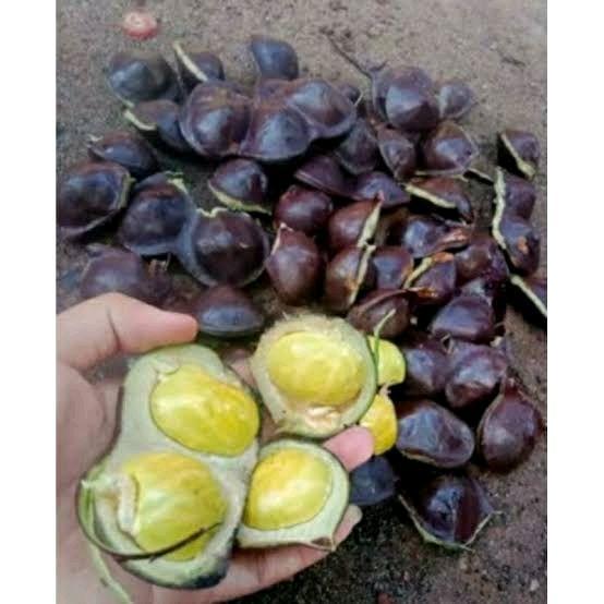 SALE Sayuran kering jengkol muda lalapan Kecombrang