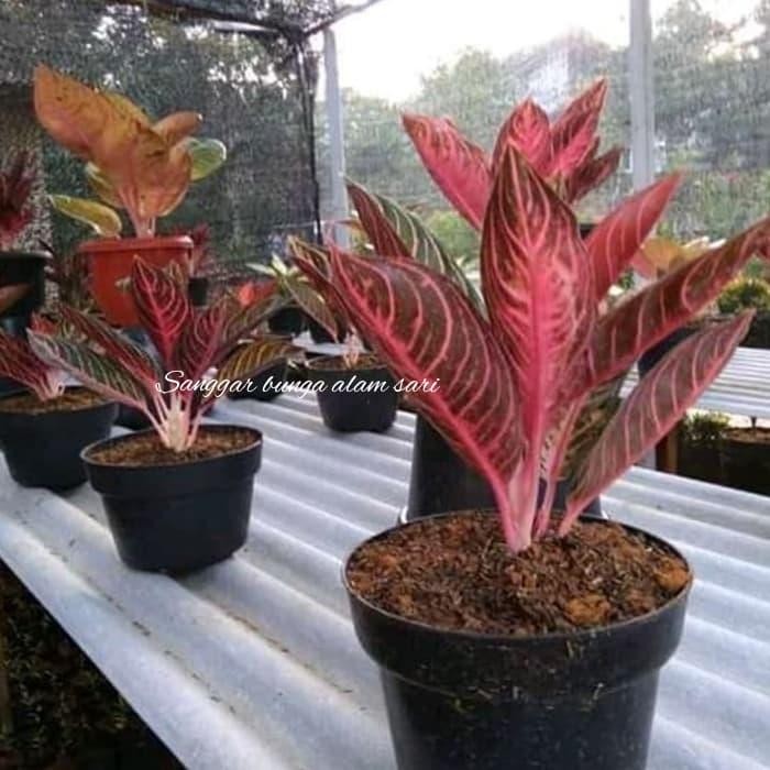 ASLI Taan s Indoor Aglonema Red Sumatra + Pot READY STOCK