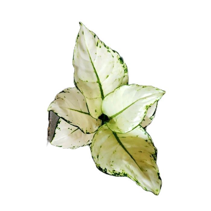 aglonema super white - tanamanhias aglonema super white - aglonema tanaman Putih