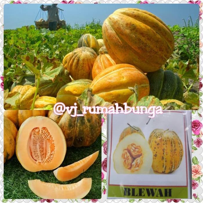 benih buah blewah/bibit blewah/bibit buah
