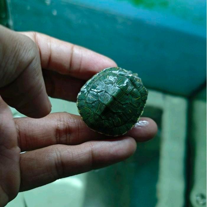 REDAY Terlaris kura kura brazil ukuran medium 5 cm Promo Murah