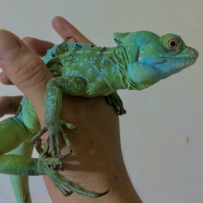 REDAY Terlaris Green Basilisk lizard MALE PROVEN Jesus lizard no soa layar amboinensis palopo