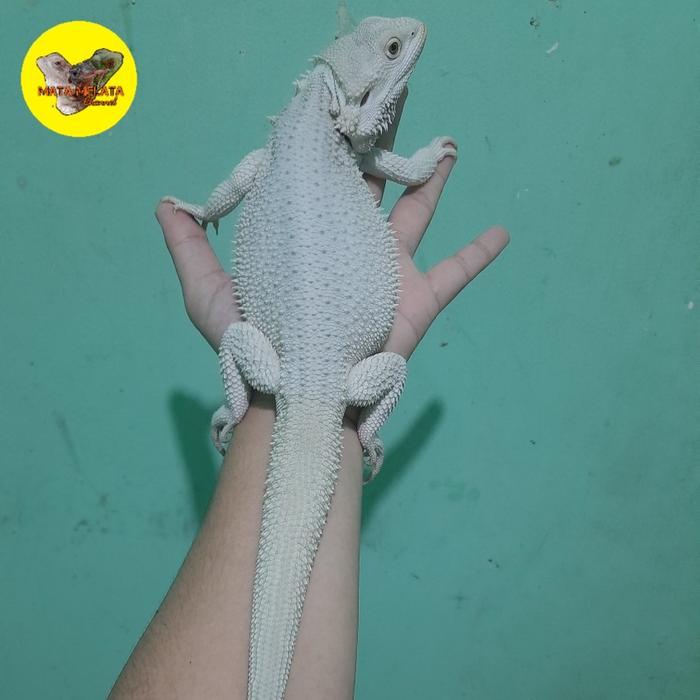REDAY Terlaris Bearded Dragon Hypo Zero Snow Promo Murah