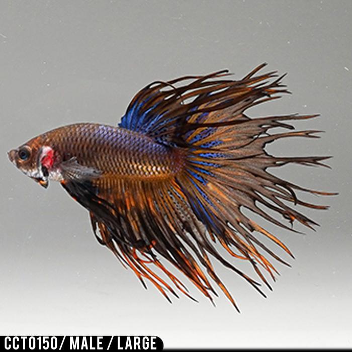 Ready Cupang Hias Serit Kuning / Yellow Solid / Betta Fish Crowntail
