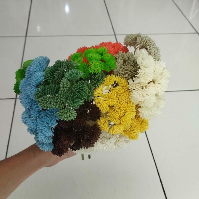 Rumput Sukulen - Tanaman Sukulen Rumput - Sukulen Latex - Sukulen