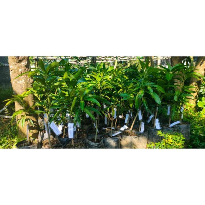bibit mangga Miyazaki / mangga jepang
