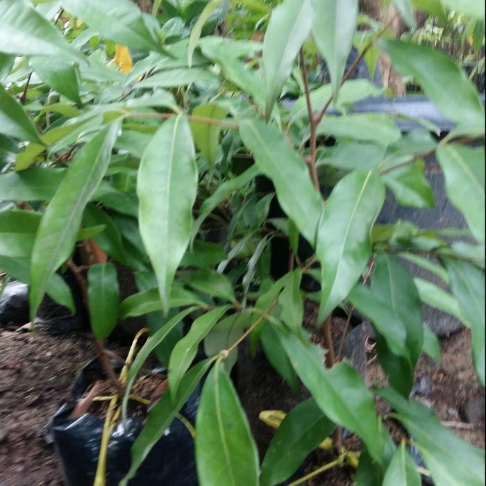 READY Tanaman Buah Leci Merah Cangkok Bibit Pohon leci