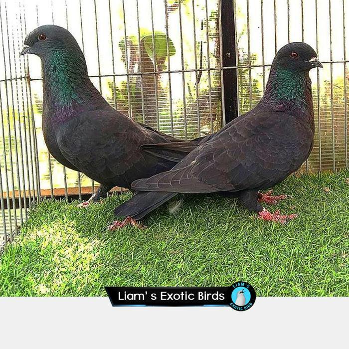 Ready Burung Merpati Pos Hitam Sepasang