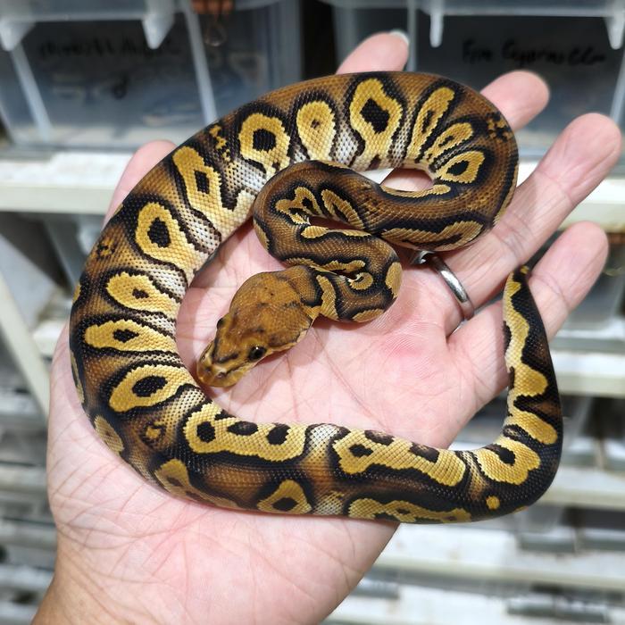 Ready Stock Ball Python Stranger Clown MALE