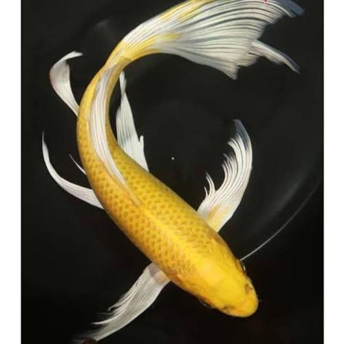 Koi Slayer Ogon Kuning 20 Cm Berkualitas Terbaru 