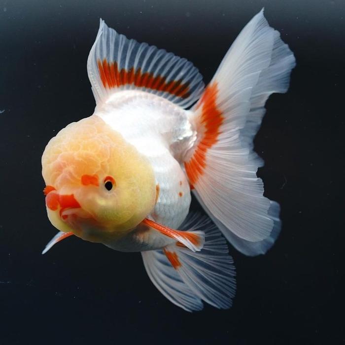 Ikan Mas Koki Oranda Koki Oranda Fancy Koki Rw Terbaru 