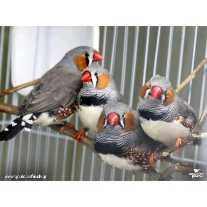 Kotak Tempat Sarang Burung Kenari, Finch, Blackstrouth Type 503 Dayang