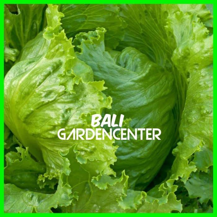 Benih Biji Selada Iceberg - Lettuce Iceberg