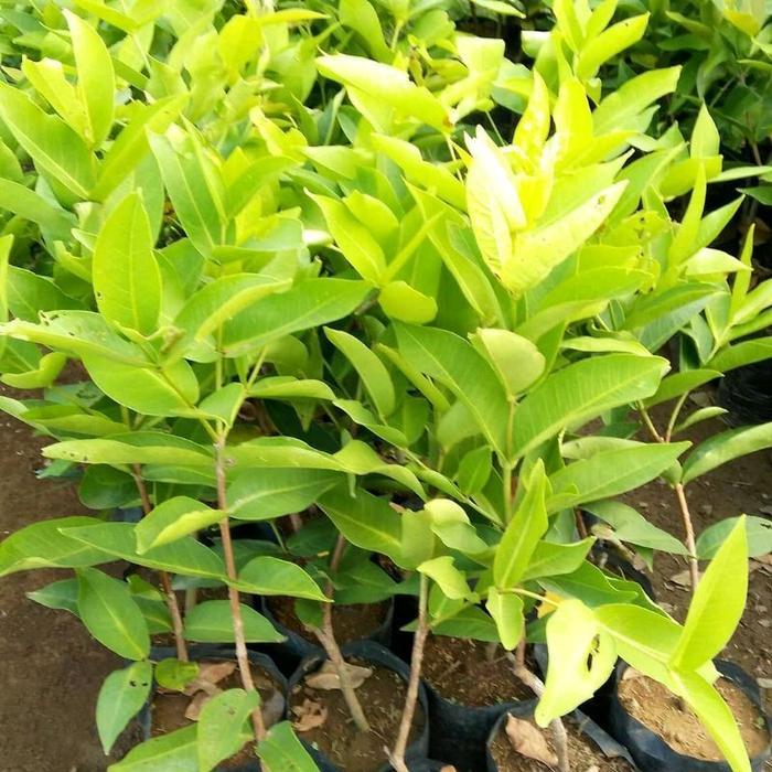 Paket 3 Bibit Jambu Air Import ( Jambu Air Hitam Ack Guava, Jambu Air Citra Ungu, Jambu Air Madu