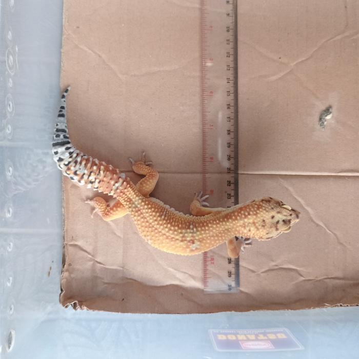 REDAY Terlaris Leopard Gecko Dewasa Panjang +-26cm Promo Murah