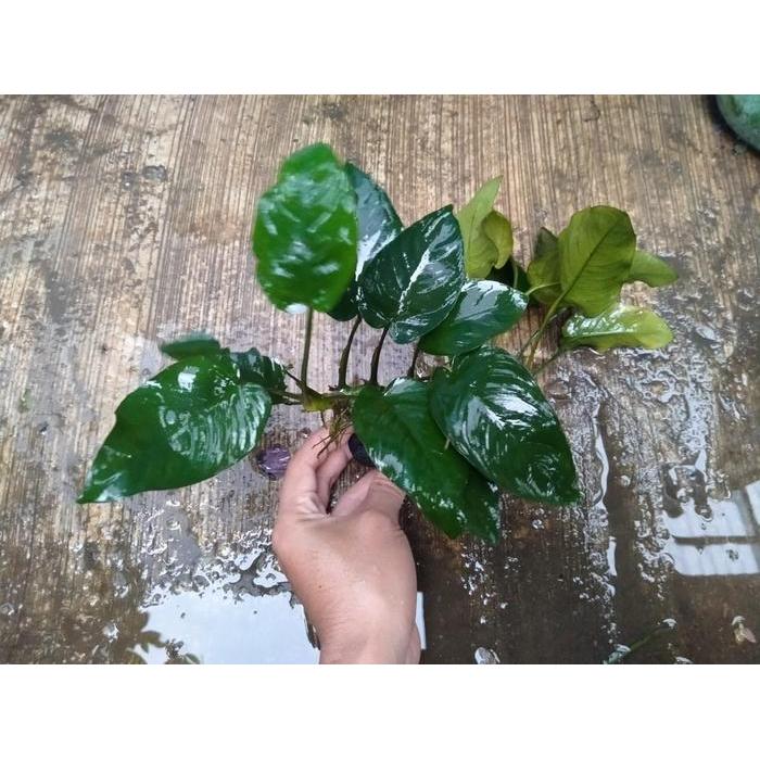 TERLARIS Tanaman Aquascape - Anubias Barteri (Broadleaf) Media Wabikusa