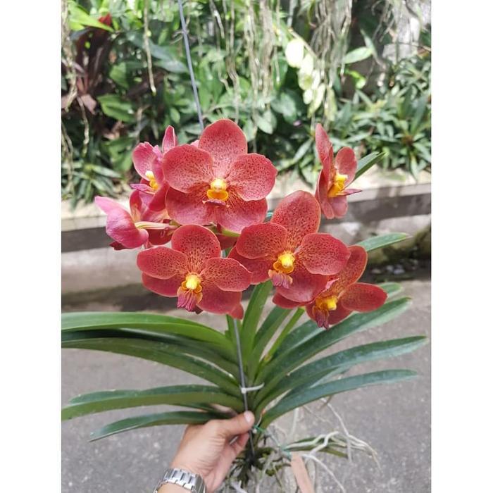 Vanda Juntra dewasa