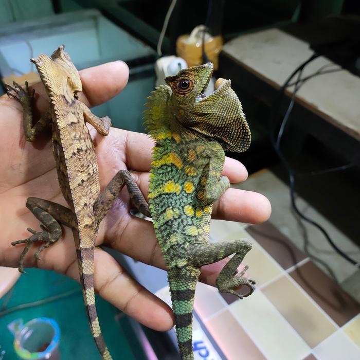 NEW Ready forest dragon / gonocephalus chamaeleontinus
