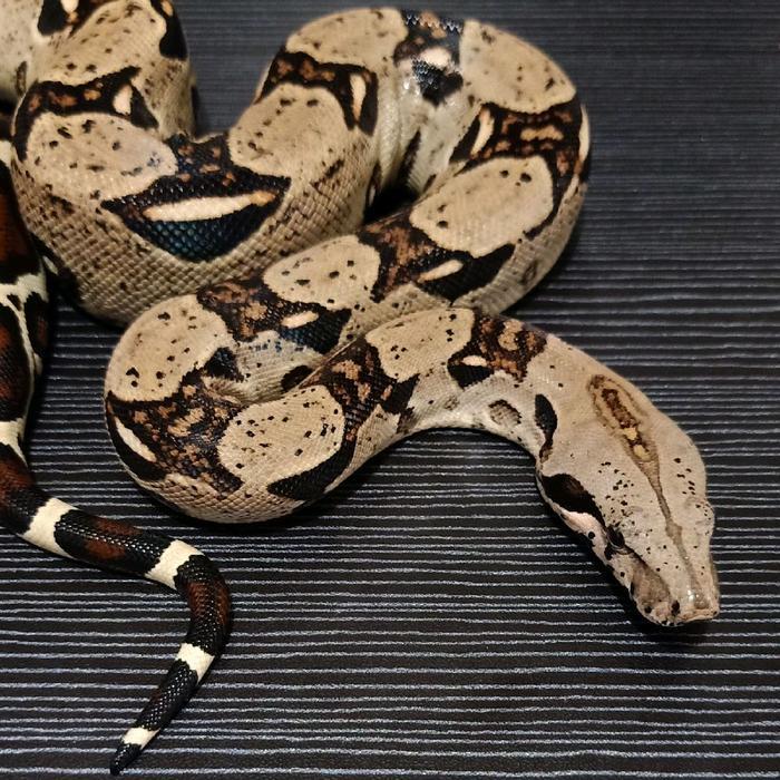 NEW Ready Boa Constrictor Imperator BOA BCI Central American Boa, Juvenile, tidak berbisa aman untuk