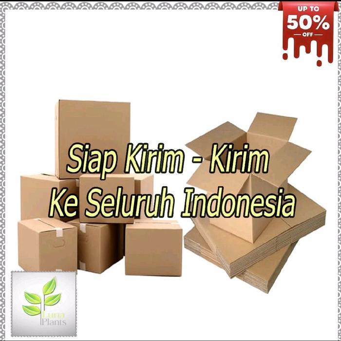 Tanaman Media Air Penghias Meja - Tanaman Media Air Sirih Gading Marbel Quen - Tanaman Media Air