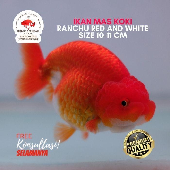 Ikan Mas Koki Ranchu Hybrid Size 8 Cm Bergaransi