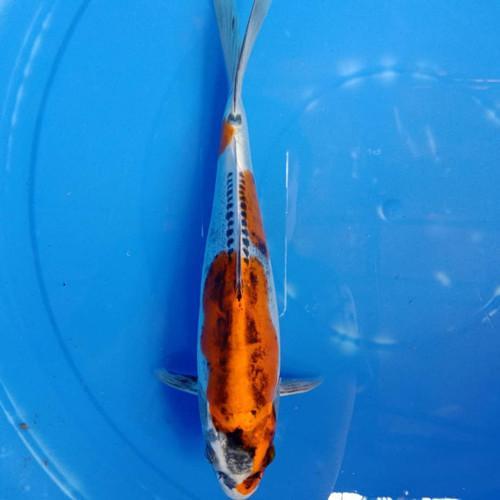Ikan Koi Kiko Blitar 31-33 Cm Terbaru 