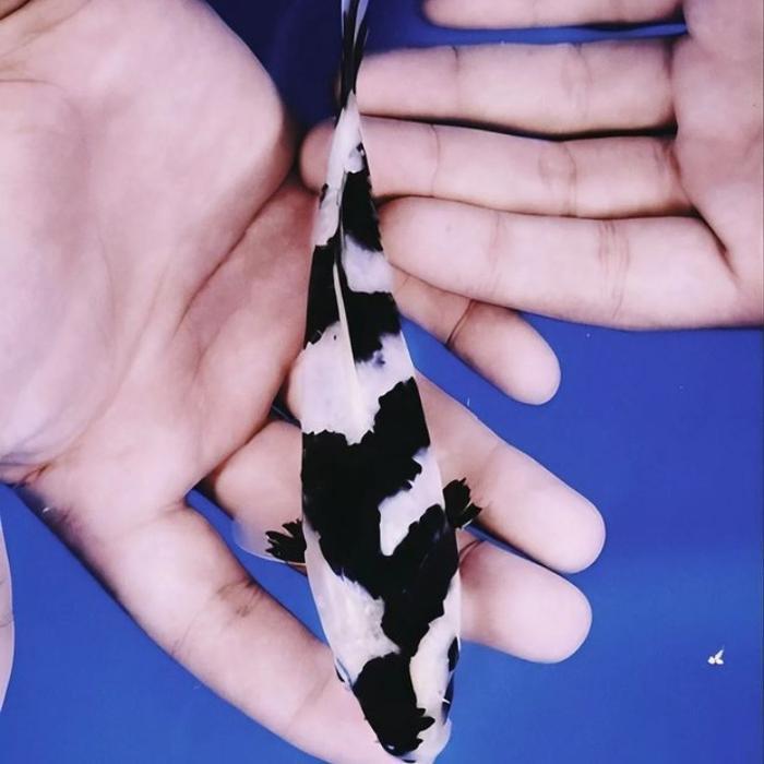Ikan Koi Shiro Utsuri 16-18Cm - Ikan Koi Blitar Terbaru 