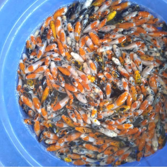 Ikan Koi Bibit Unggul Paket 100Ekor 6-9Cm Khusus Terbaru 