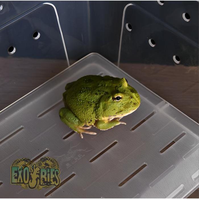 TERLARIS Box Reptil Enclosure Reptile Kandang Reptil Box Pacman Frog Kandang Kura Kura Box