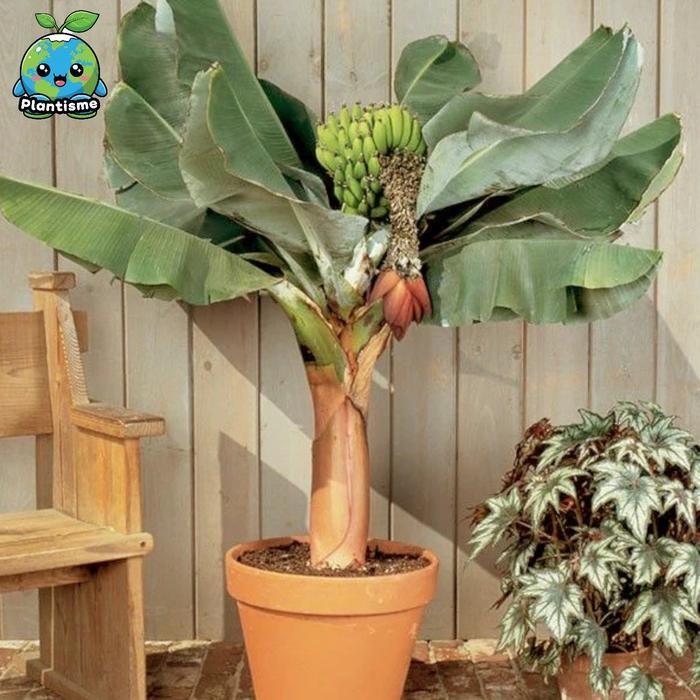 Tanaman Hias Dwarf Brazilian Banana Musa Acuminata Pisang Brazil Cavendish Kerdil Pohon Buah Mini