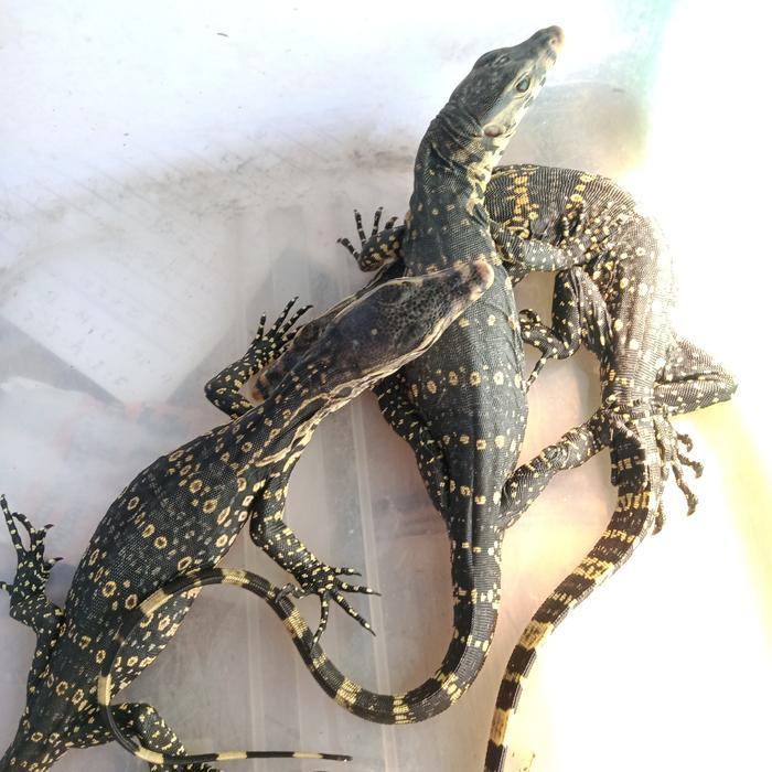 Ready SJ biawak salvator baby