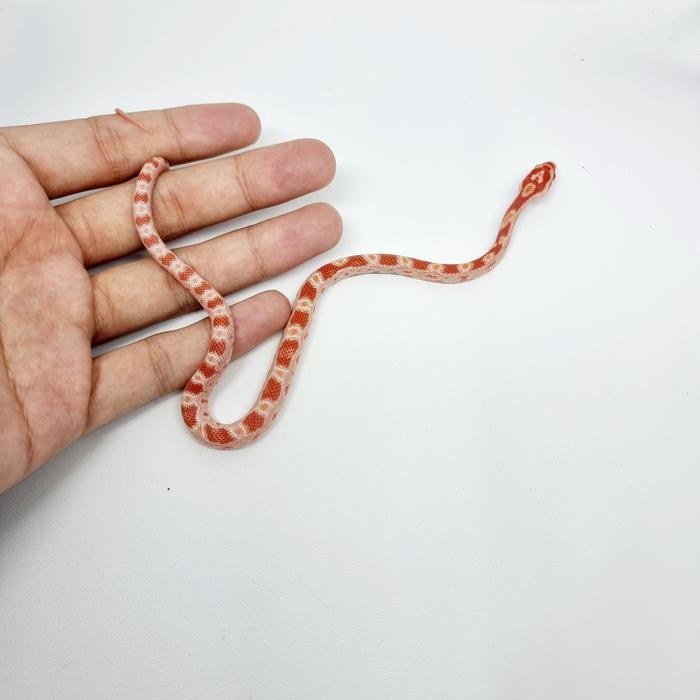 READY GE corn snake amel / albino