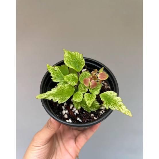 Tanaman Hias Suplir Kupu Kupu Pink Variegata