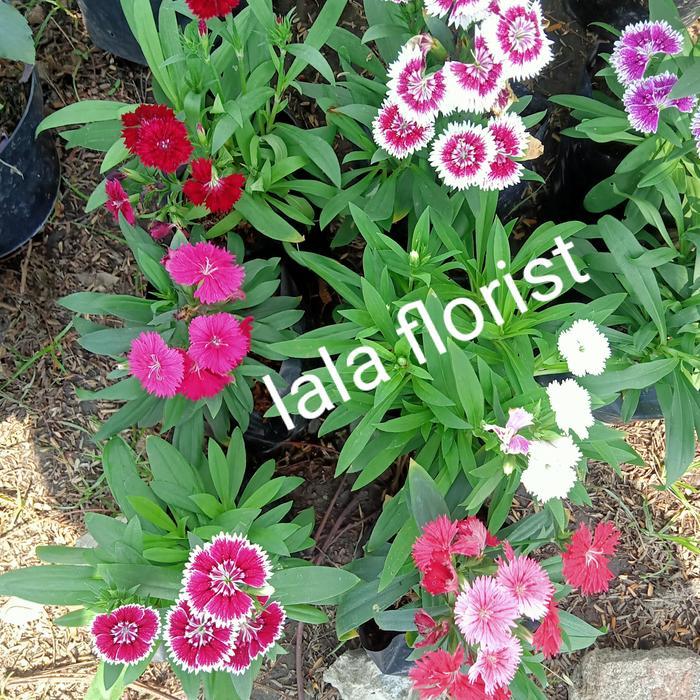 Ready tanaman bunga anyelir + pot putih