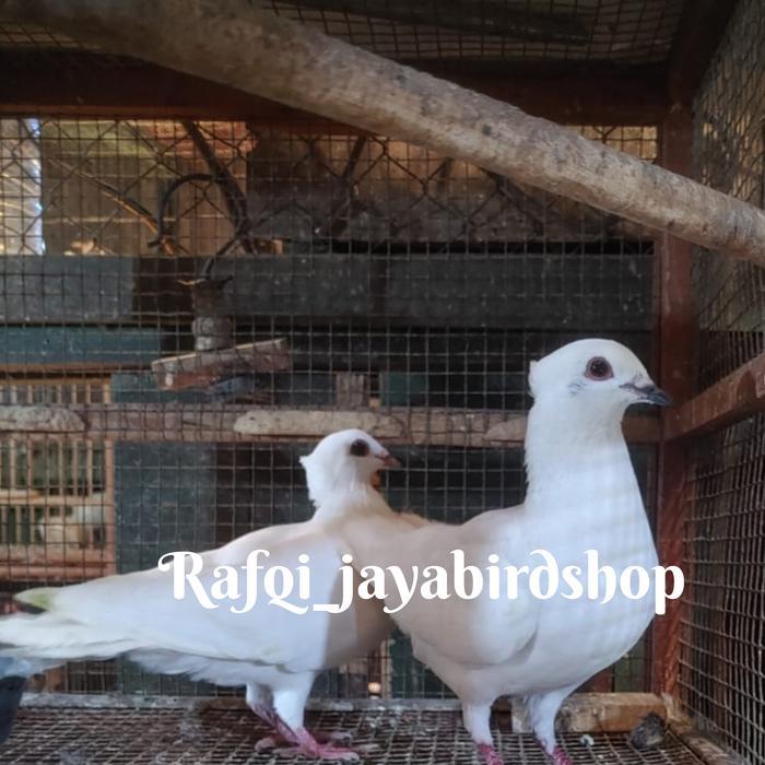 burung merpati putih sepasang