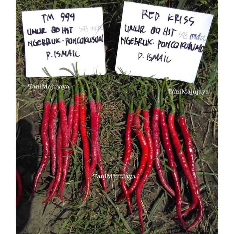 4bdw- Benih Cabai Tm-999 Cabai Hibrida F1 10 Gram Bibit Cabai Panjang Keriting Tahan Virus