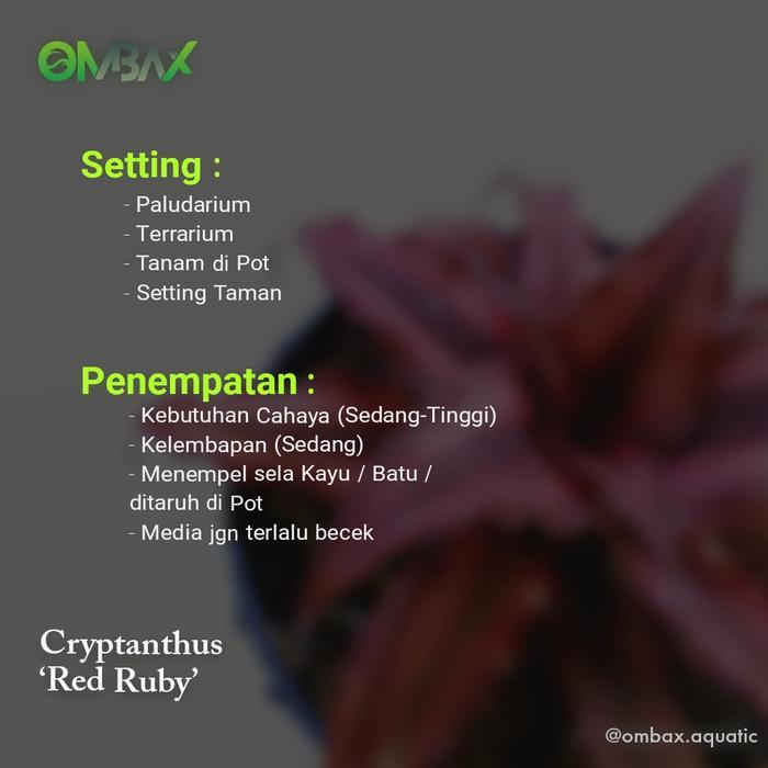 4bdw- Cryptanthus Merah / Red Ruby - Tanaman Paludarium & Terrarium