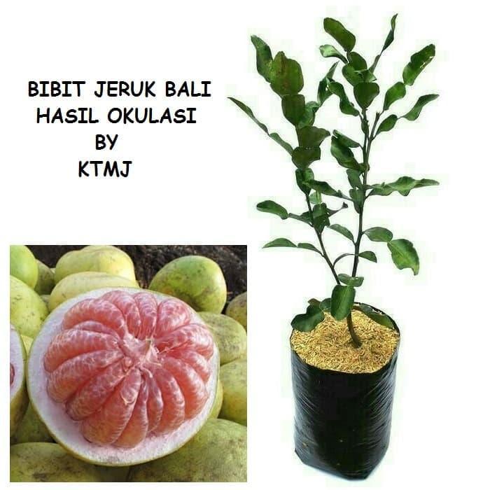Terbaru Bibit Tanaman Pohon Jeruk Bali Bibit Jeruk Bali Tanaman Jeruk Bali