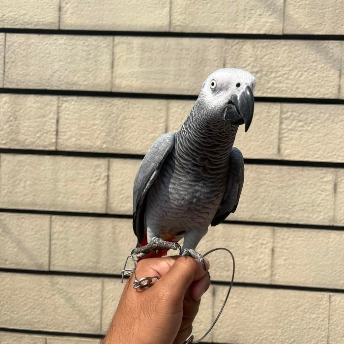 African Grey Talking non dna
