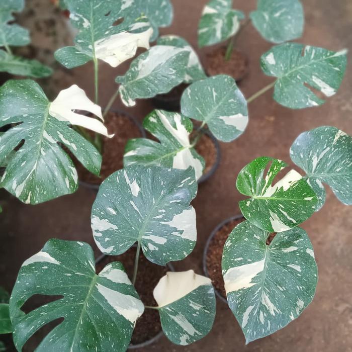 monstera thailand japan leb - monthai constellation - monthai japan