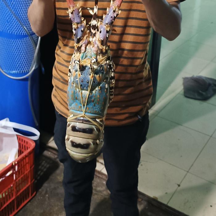 Ready Lobster Laut Mutiara Besar 1Kg isi 1 Ekor Lobster Mutiara Frozen