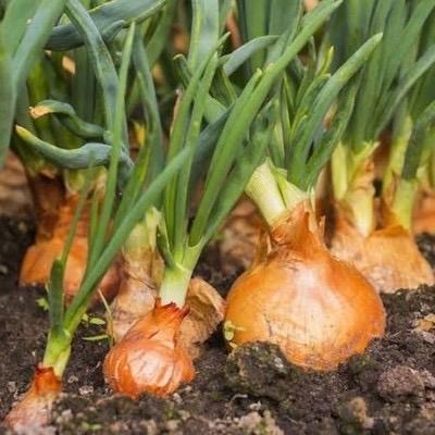Terlaris Benih Bibit Bawang Bombay