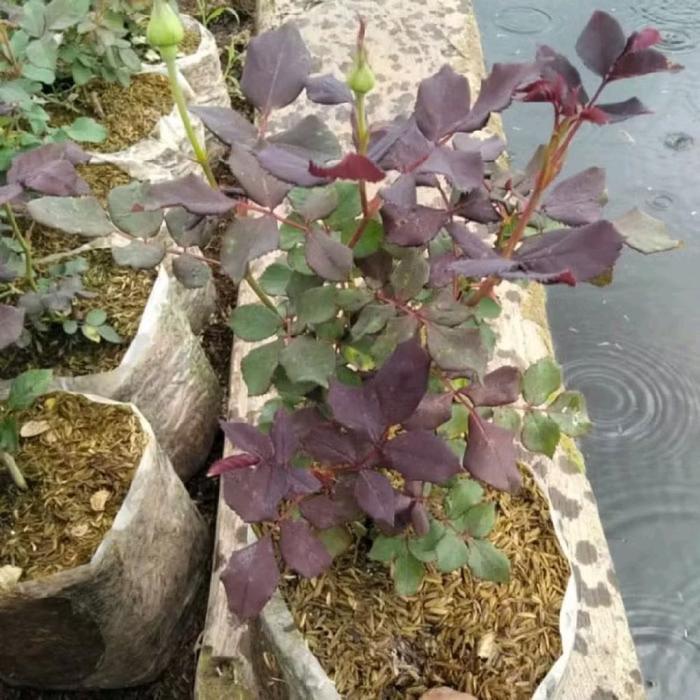 Tanaman Hias Bunga Mawar Import - Tanaman Bunga Mawar Langka - Bunga Mawar